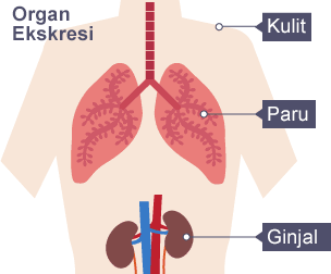 Detail Gambar Organ Sistem Ekskresi Nomer 50