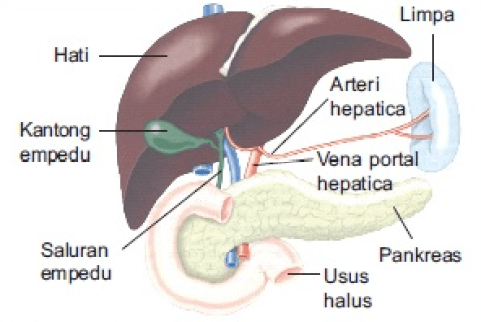 Detail Gambar Organ Sistem Ekskresi Nomer 56