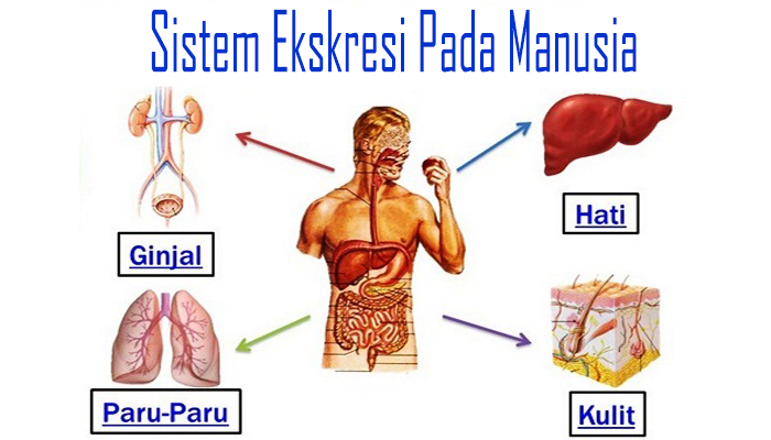 Detail Gambar Organ Sistem Ekskresi Nomer 7
