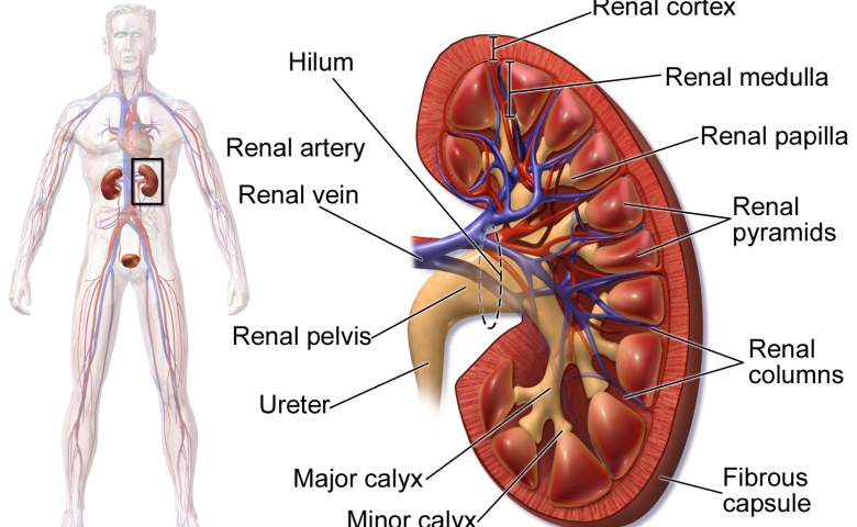 Detail Gambar Organ Sistem Ekskresi Nomer 9