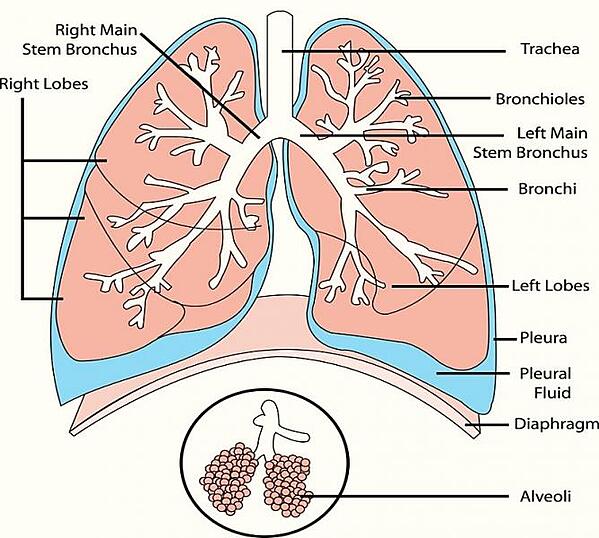 Detail Gambar Organ Sistem Ekskresi Nomer 10