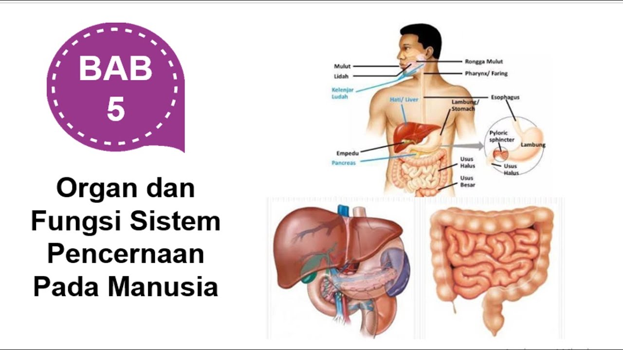 Detail Gambar Organ Sistem Pencernaan Nomer 47