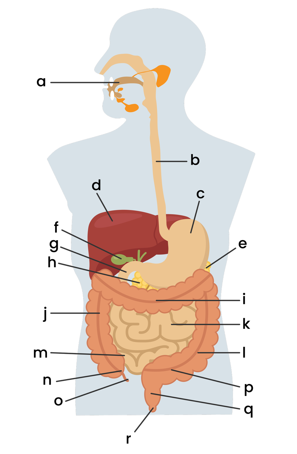 Detail Gambar Organ Sistem Pencernaan Nomer 51