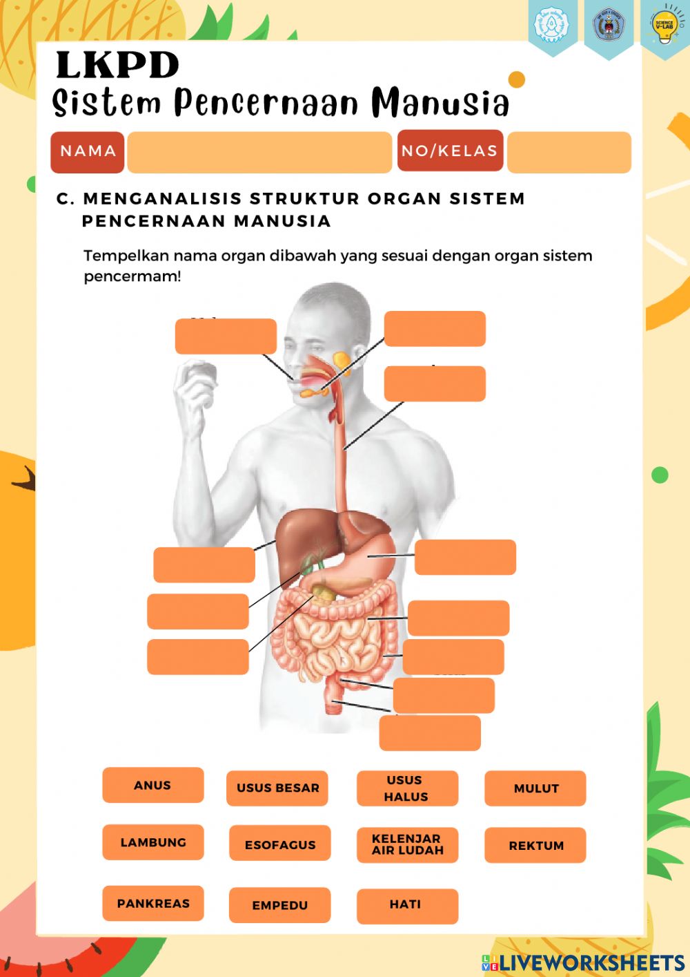 Detail Gambar Organ Sistem Pencernaan Nomer 56