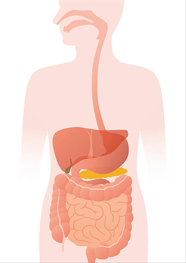 Detail Gambar Organ Sistem Pencernaan Nomer 7