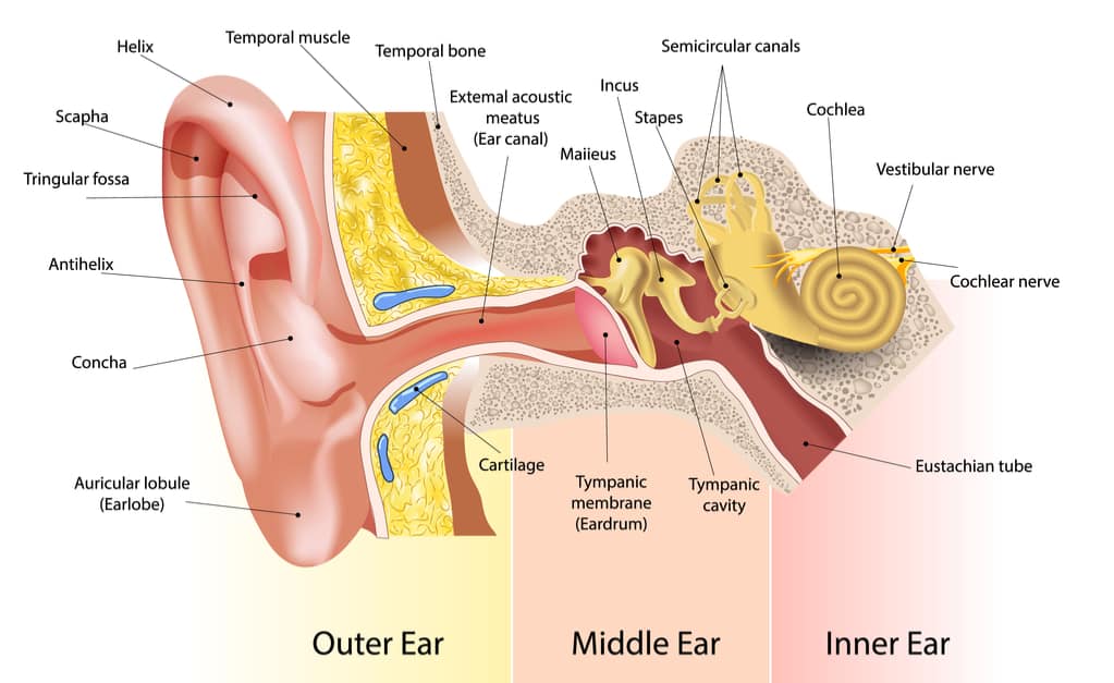 Gambar Organ Telinga Dan Keterangan - KibrisPDR