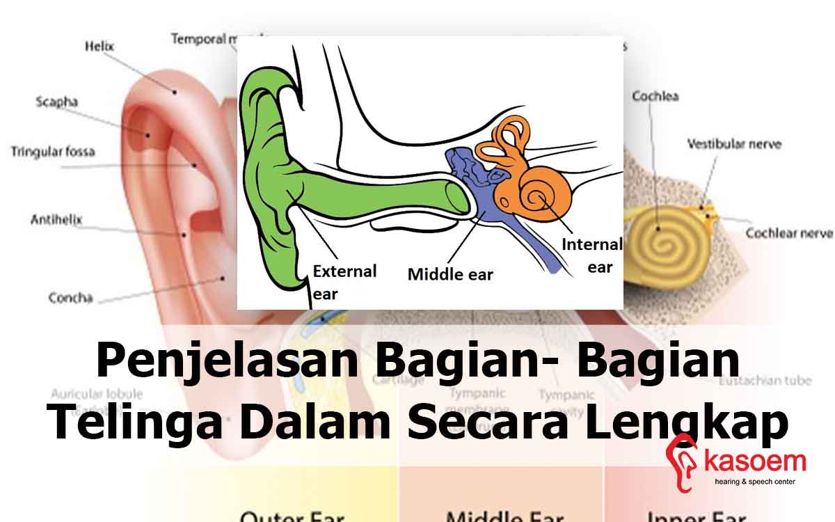 Detail Gambar Organ Telinga Dan Keterangan Nomer 19