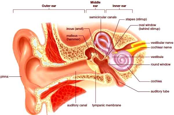 Detail Gambar Organ Telinga Dan Keterangan Nomer 20