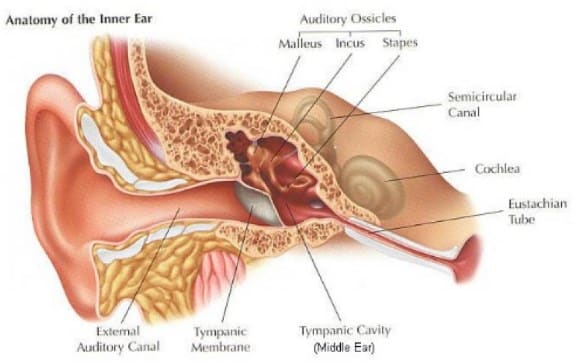 Detail Gambar Organ Telinga Dan Keterangan Nomer 24