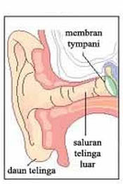 Detail Gambar Organ Telinga Dan Keterangan Nomer 25