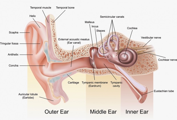 Detail Gambar Organ Telinga Nomer 14