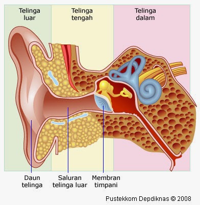 Detail Gambar Organ Telinga Nomer 24