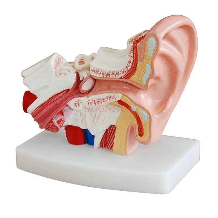 Detail Gambar Organ Telinga Nomer 33