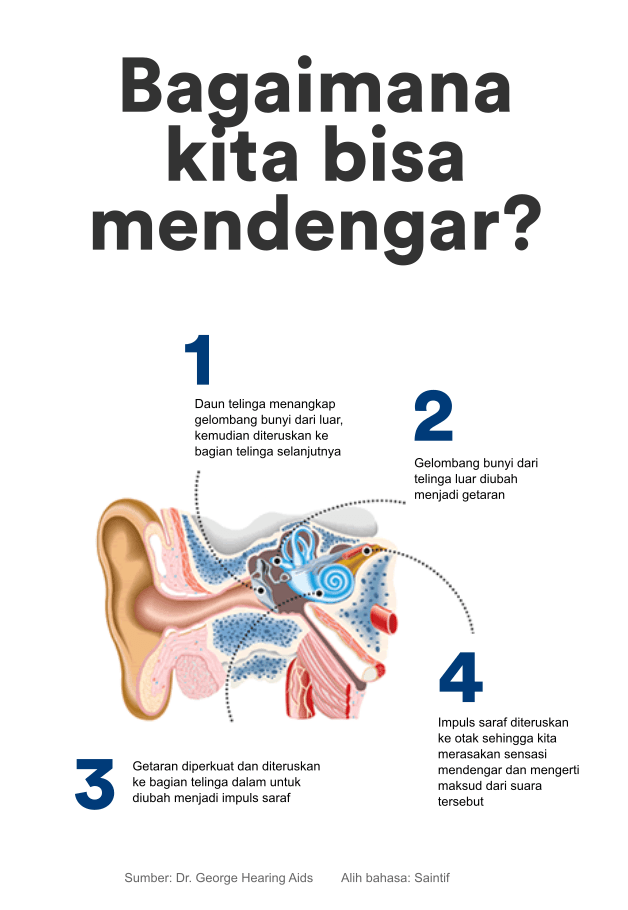 Detail Gambar Organ Telinga Nomer 34