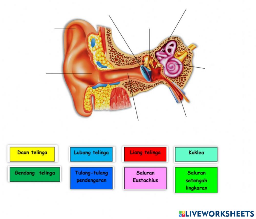 Detail Gambar Organ Telinga Nomer 35