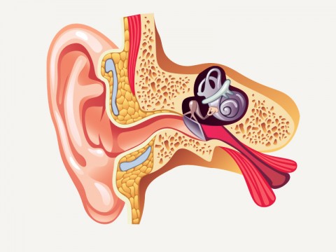 Detail Gambar Organ Telinga Nomer 36