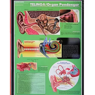 Detail Gambar Organ Telinga Nomer 42