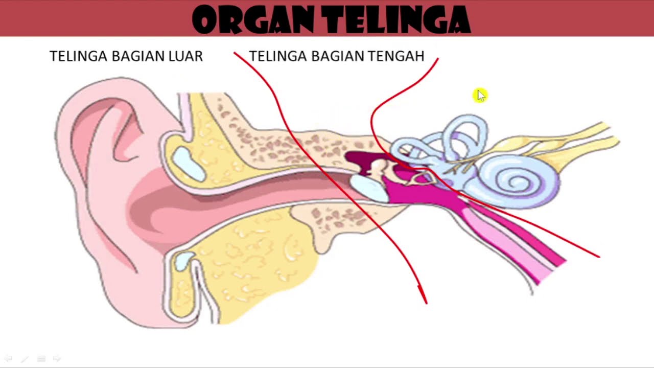 Detail Gambar Organ Telinga Nomer 52