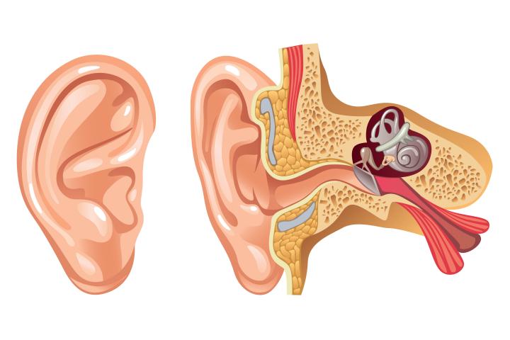 Detail Gambar Organ Telinga Nomer 54