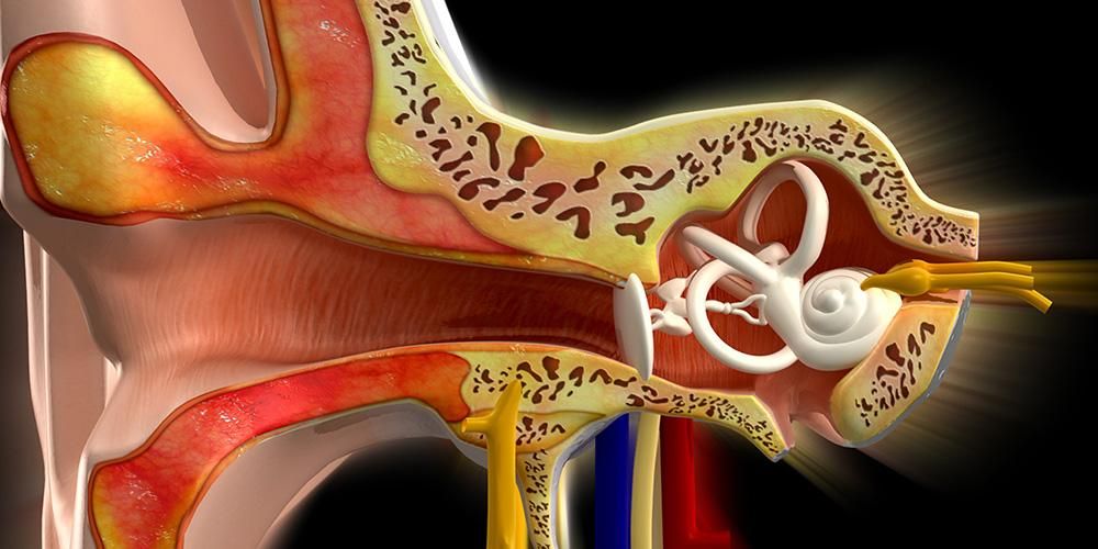 Detail Gambar Organ Telinga Dan Keterangan Nomer 31