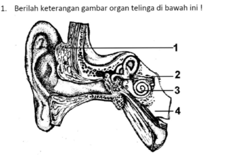 Detail Gambar Organ Telinga Dan Keterangan Nomer 49