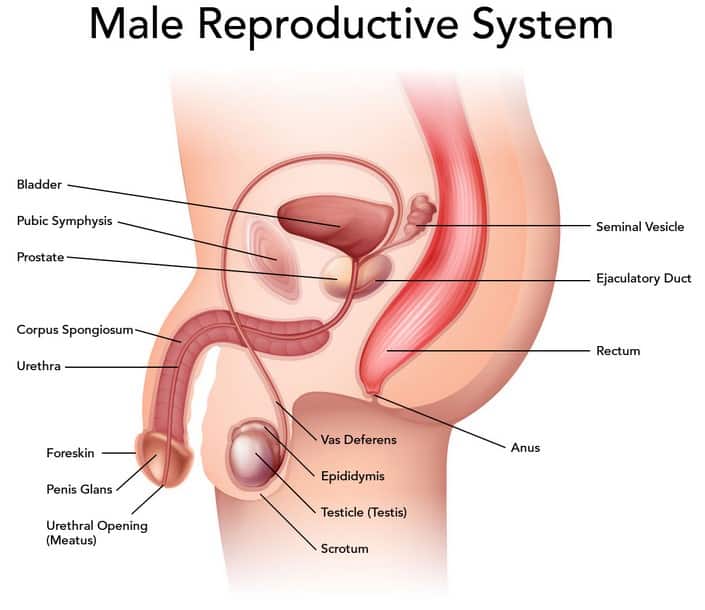 Detail Gambar Organ Testis Nomer 3