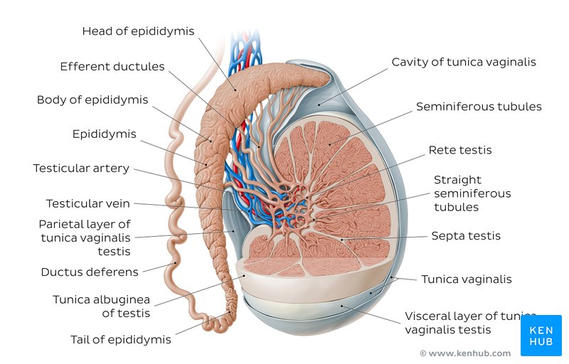 Detail Gambar Organ Testis Nomer 22