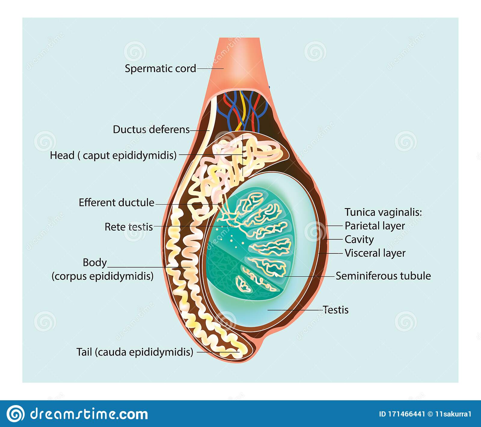 Detail Gambar Organ Testis Nomer 24