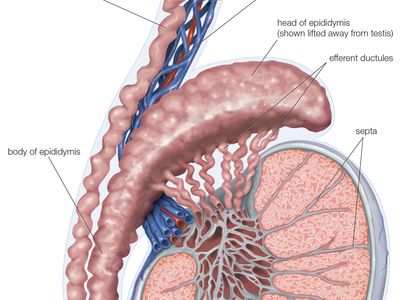 Detail Gambar Organ Testis Nomer 4