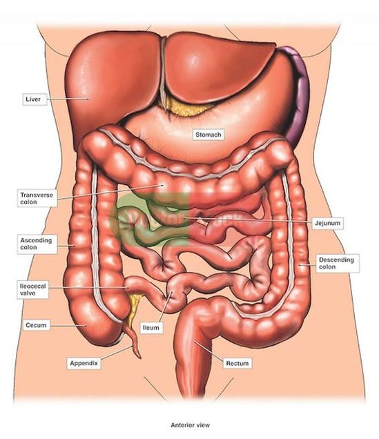 Detail Gambar Organ Tubuh Nomer 13