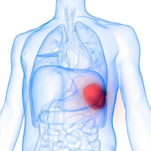 Detail Gambar Organ Tubuh Nomer 15