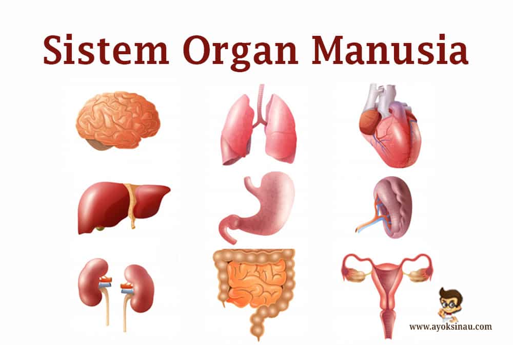 Detail Gambar Organ Tubuh Nomer 33