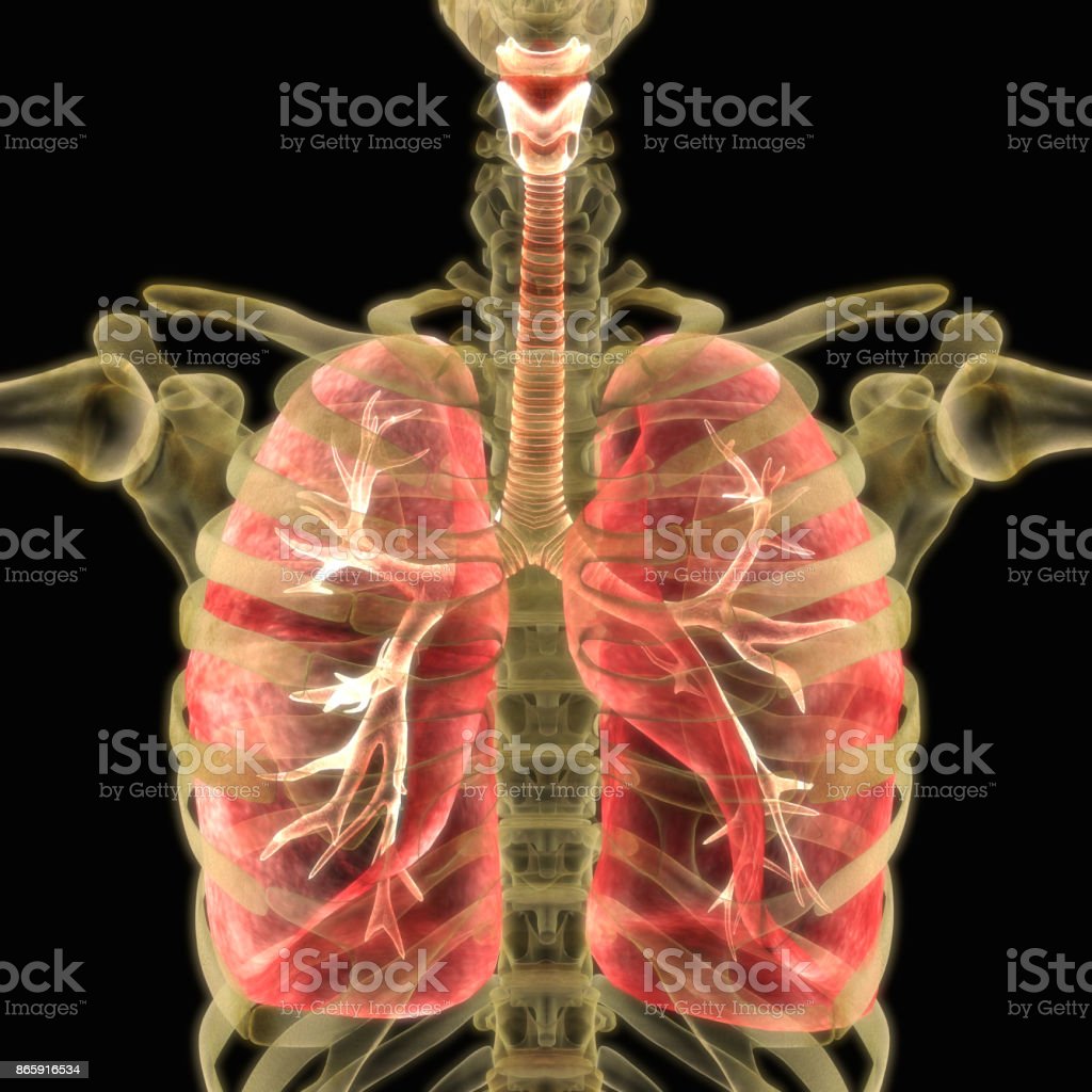 Detail Gambar Organ Tubuh Nomer 44