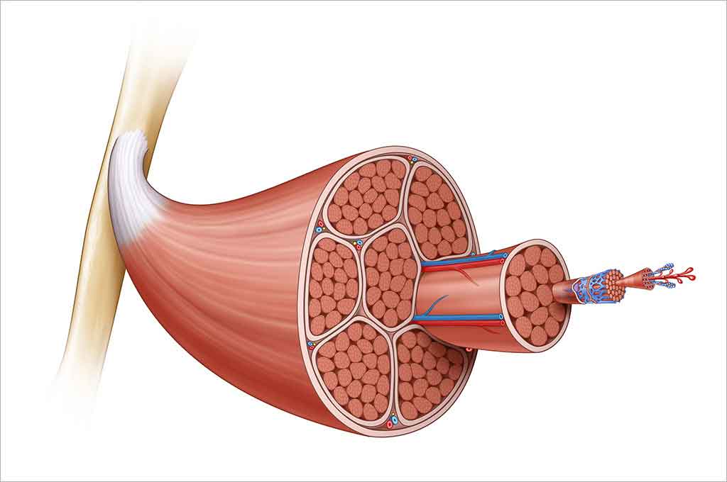 Detail Gambar Organ Tubuh Nomer 46