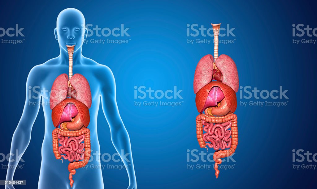 Detail Gambar Organ Tubuh Nomer 48