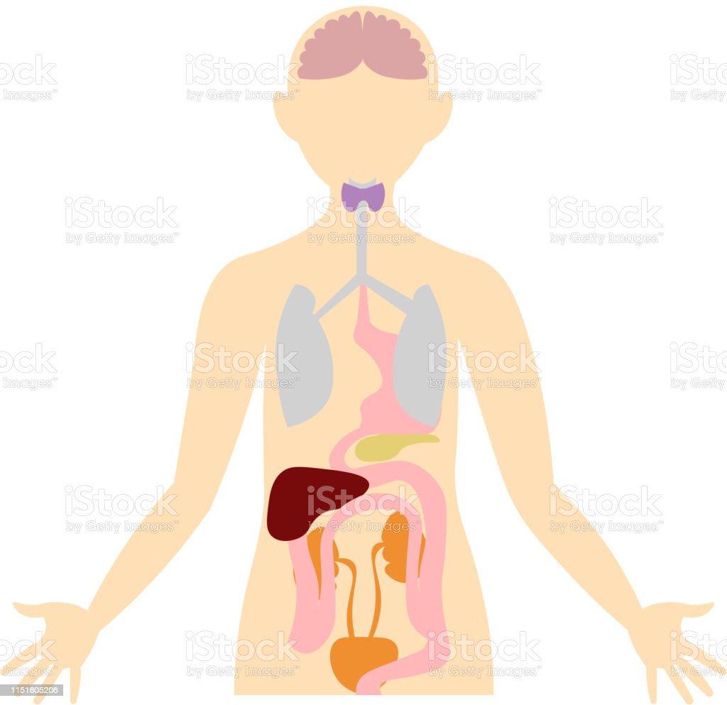 Detail Gambar Organ Tubuh Nomer 50