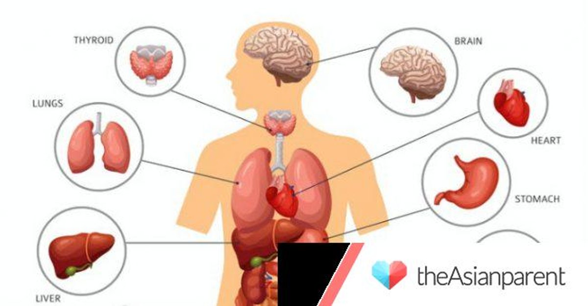 Detail Gambar Organ Tubuh Dan Namanya Nomer 25