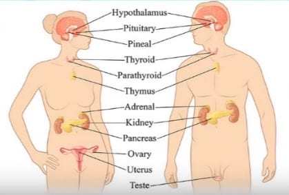 Detail Gambar Organ Tubuh Dan Namanya Nomer 26