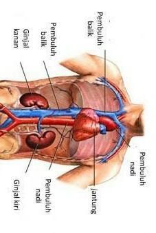 Detail Gambar Organ Tubuh Dan Namanya Nomer 31