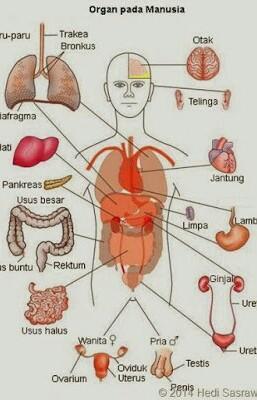Detail Gambar Organ Tubuh Dan Namanya Nomer 5