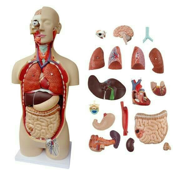 Detail Gambar Organ Tubuh Dan Namanya Nomer 41