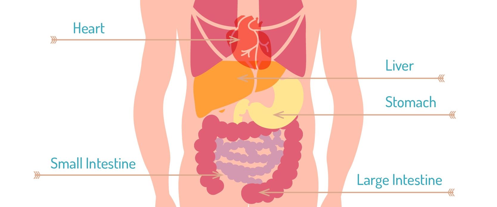Detail Gambar Organ Tubuh Dan Namanya Nomer 47