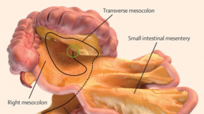 Detail Gambar Organ Tubuh Dan Namanya Nomer 51