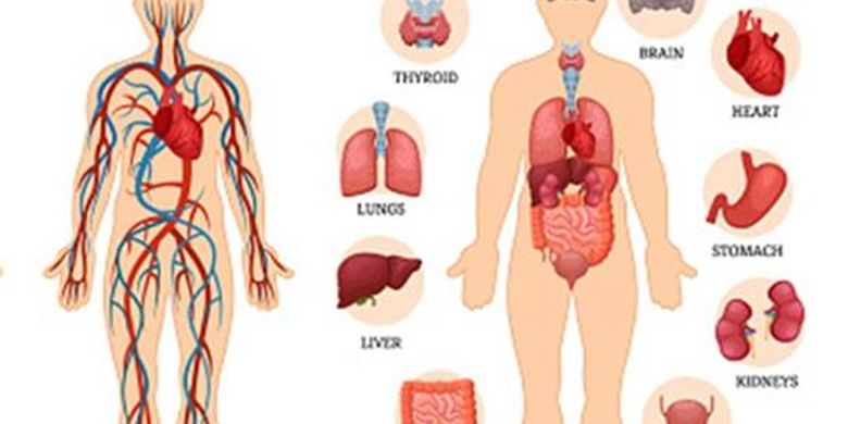 Detail Gambar Organ Tubuh Dan Namanya Nomer 9