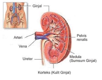 Detail Gambar Organ Tubuh Ginjal Nomer 13