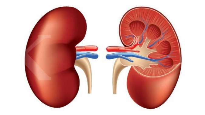 Detail Gambar Organ Tubuh Ginjal Nomer 14