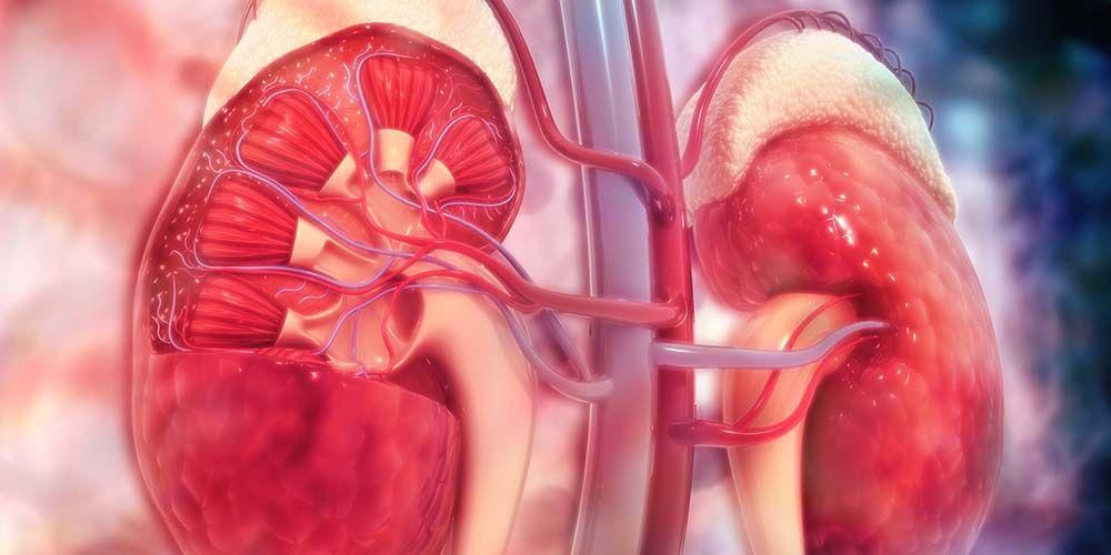 Detail Gambar Organ Tubuh Ginjal Nomer 15