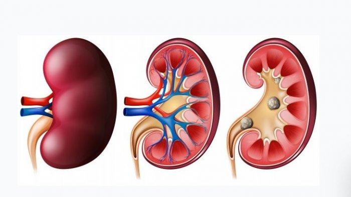 Detail Gambar Organ Tubuh Ginjal Nomer 24