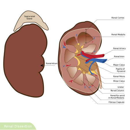 Detail Gambar Organ Tubuh Ginjal Nomer 27