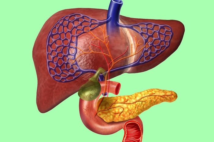 Detail Gambar Organ Tubuh Ginjal Nomer 32